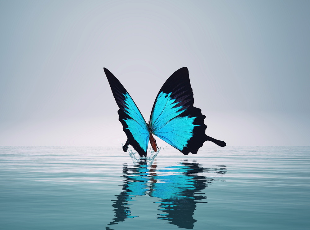A vibrant blue butterfly resting on calm water with its reflection.