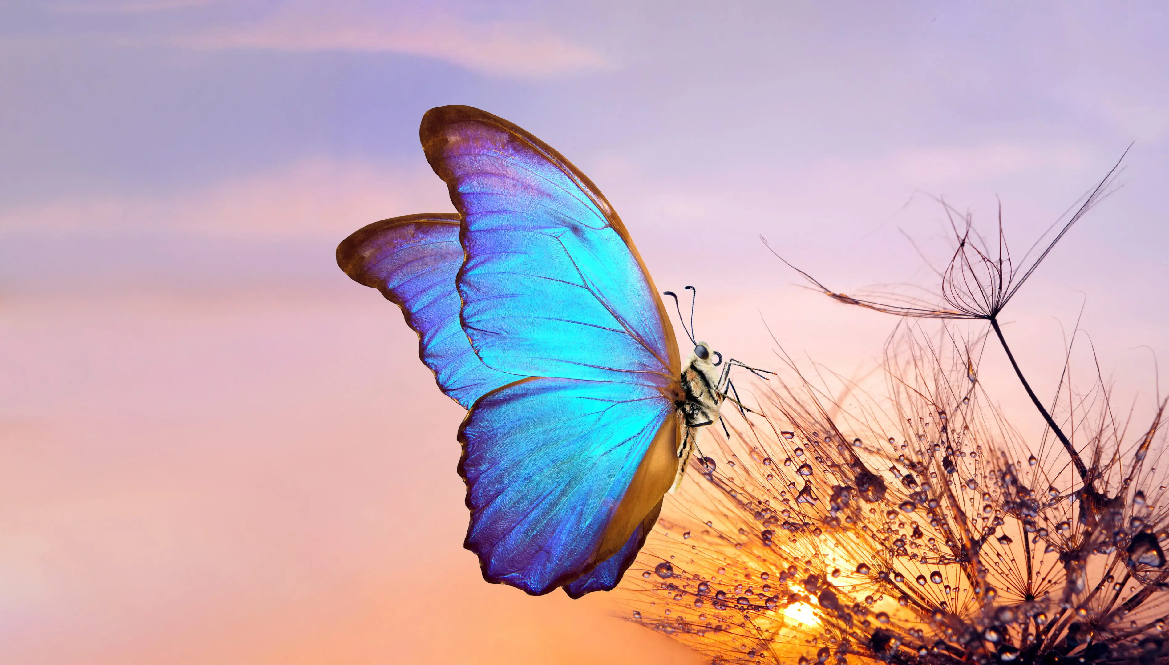 A vibrant blue butterfly perched on delicate dried flowers at sunset.