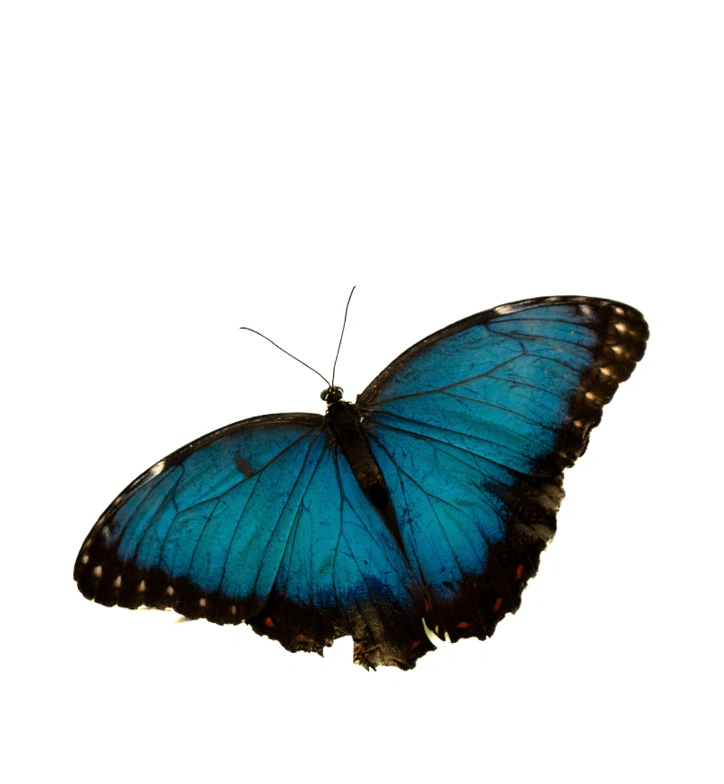 Vibrant blue butterfly with intricate black-edged wings on a white background.